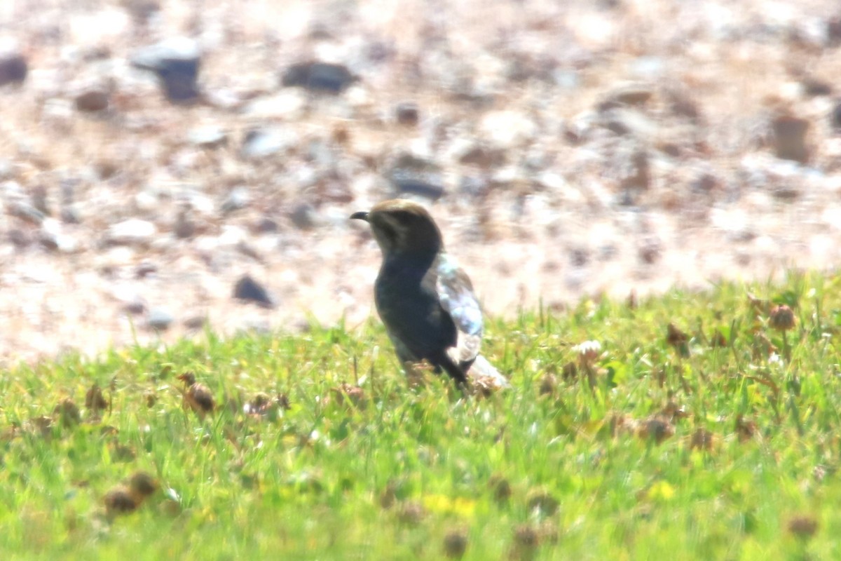 Horsfield's Bronze-Cuckoo - ML609628136