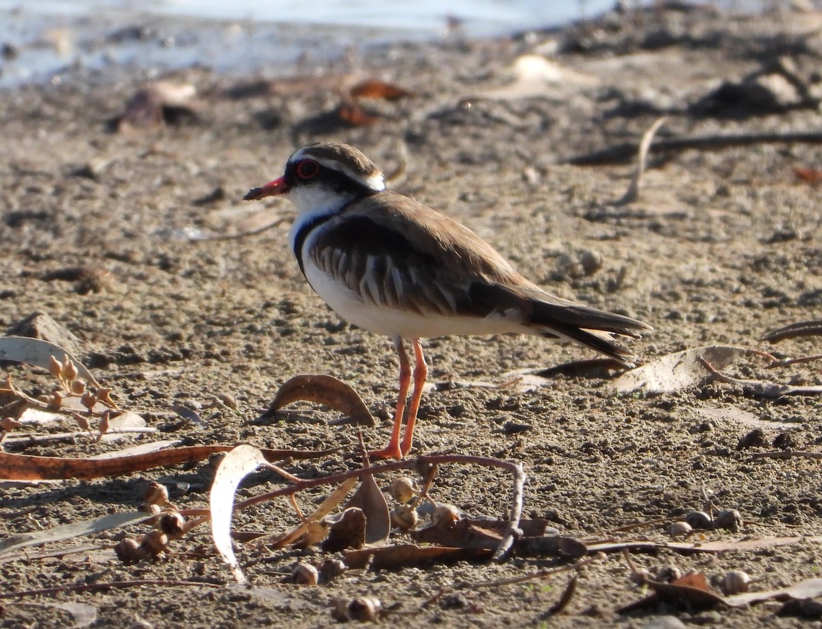 Black-fronted Dotterel - ML609628138