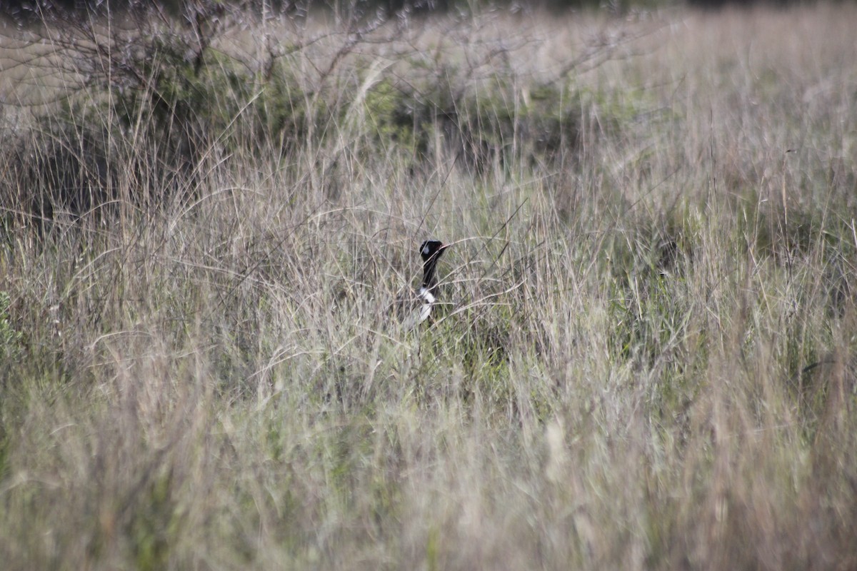 White-quilled Bustard - ML609628219