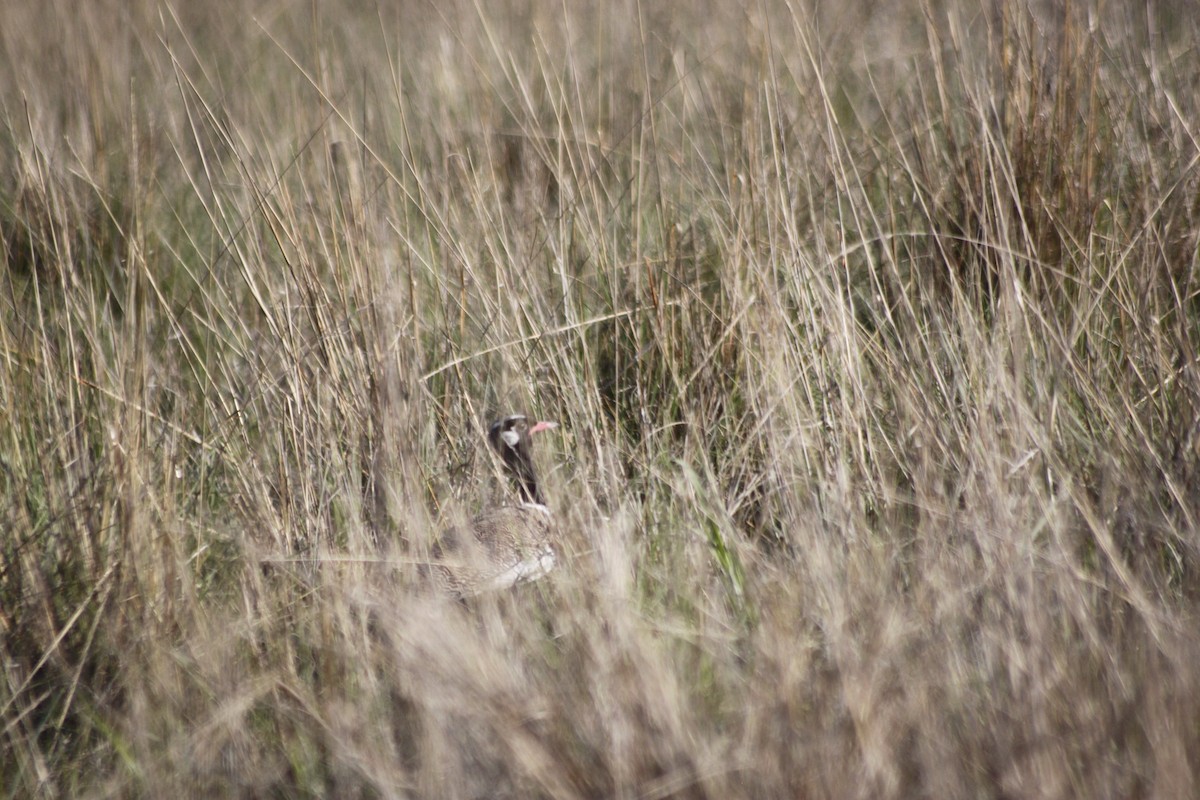 White-quilled Bustard - ML609628220