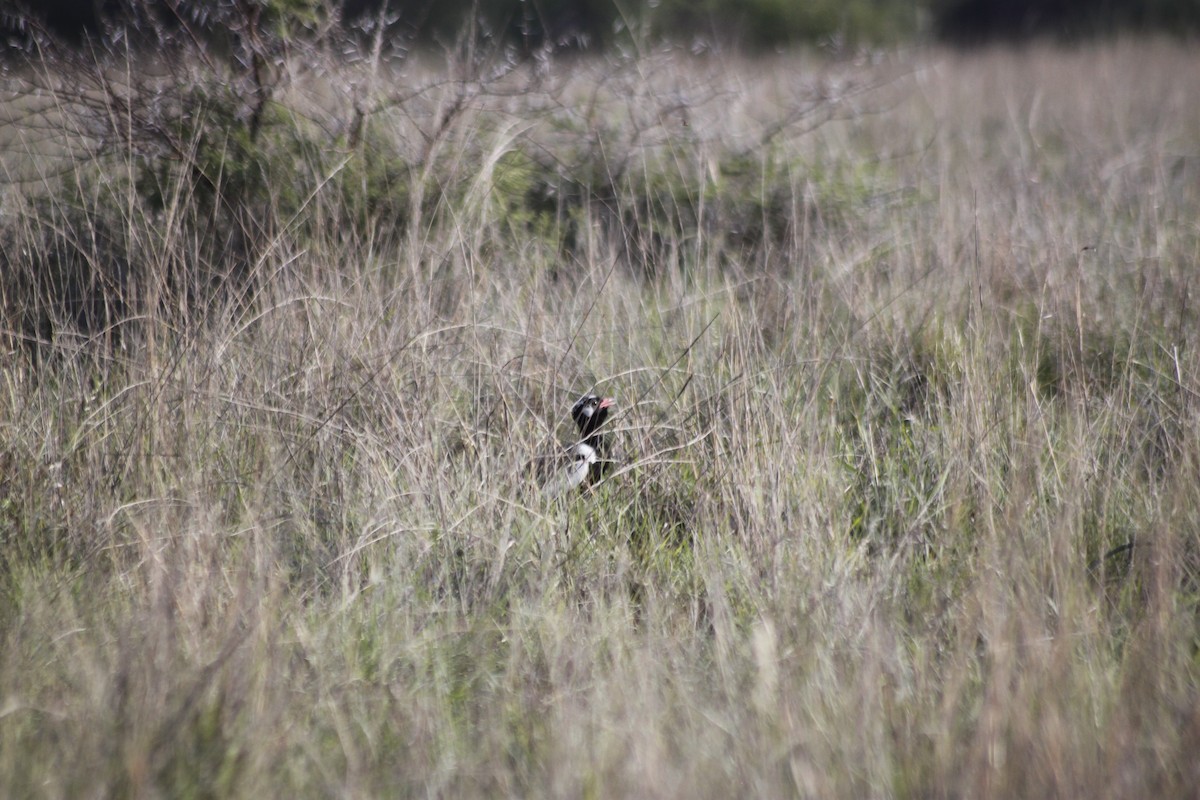 White-quilled Bustard - Cameron Blair