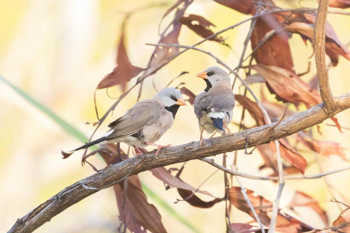 Long-tailed Finch - Xu Shi