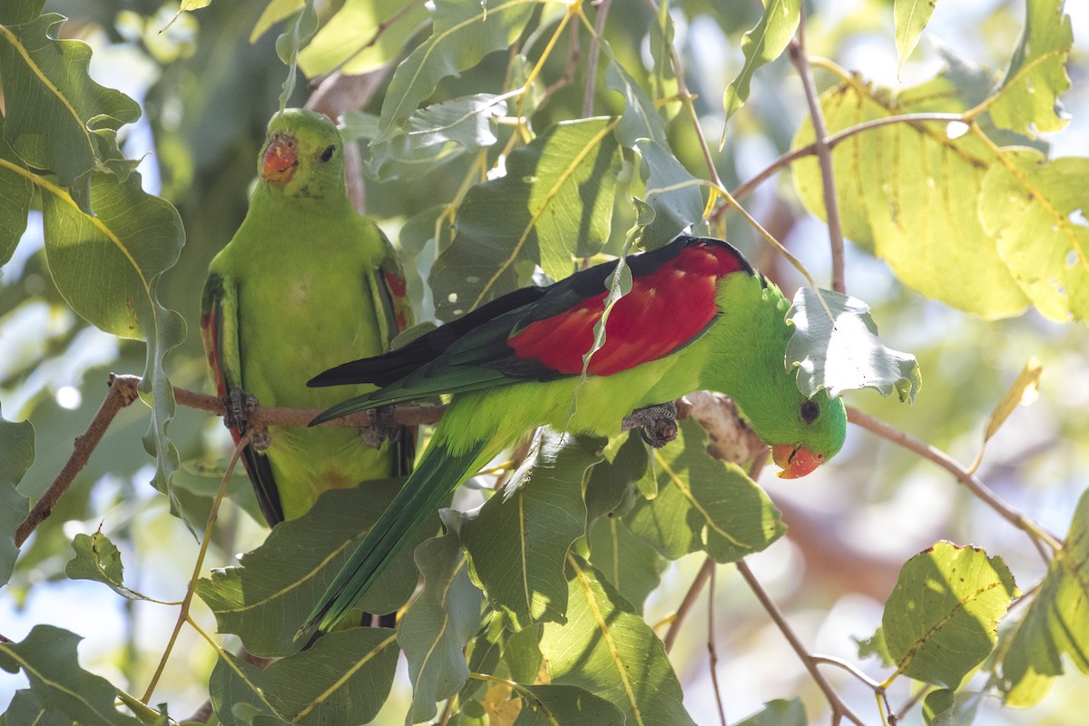 Red-winged Parrot - Xu Shi