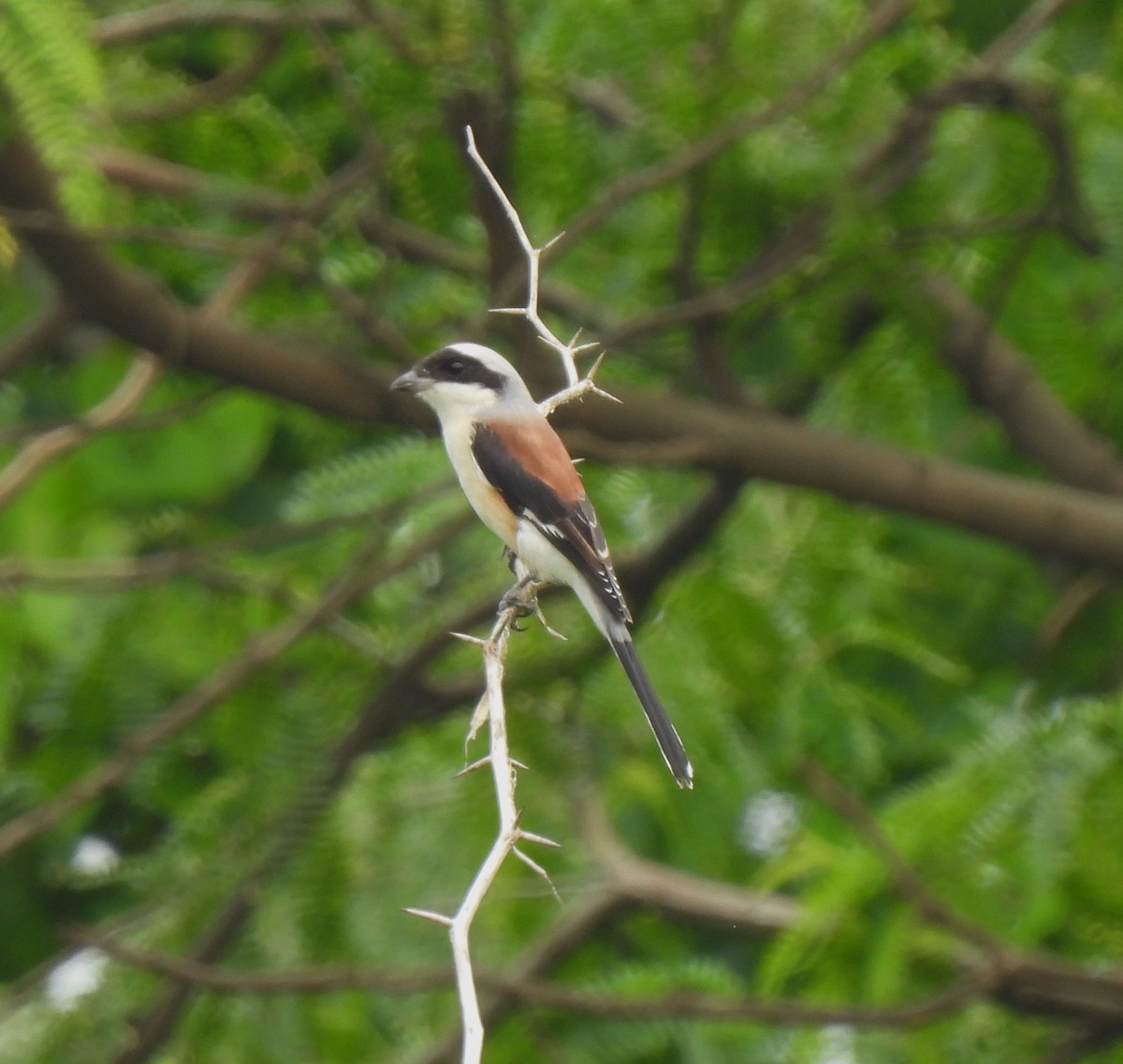 Long-tailed Shrike - Sahana M