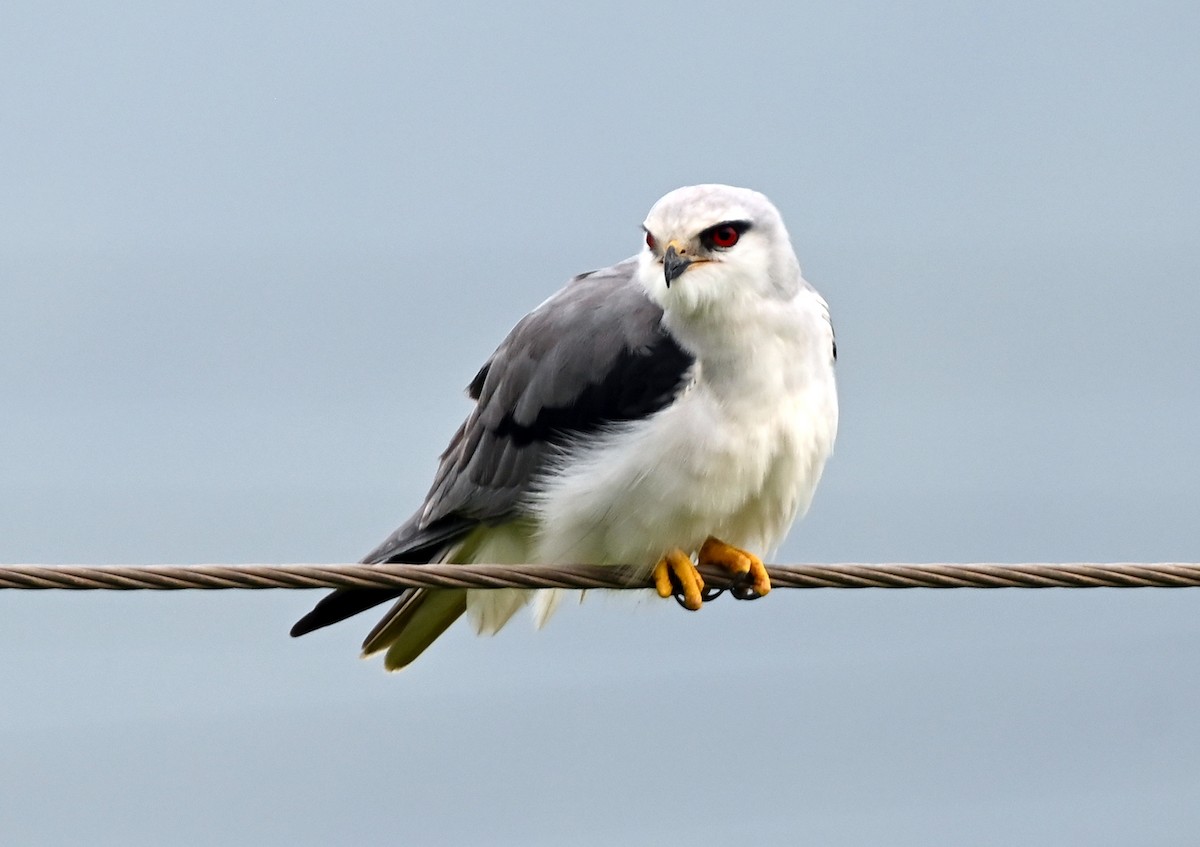 Black-winged Kite - ML609628489