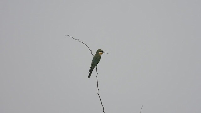 Blue-cheeked Bee-eater - ML609628556