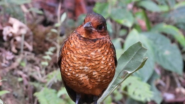 Giant Antpitta - ML609628634