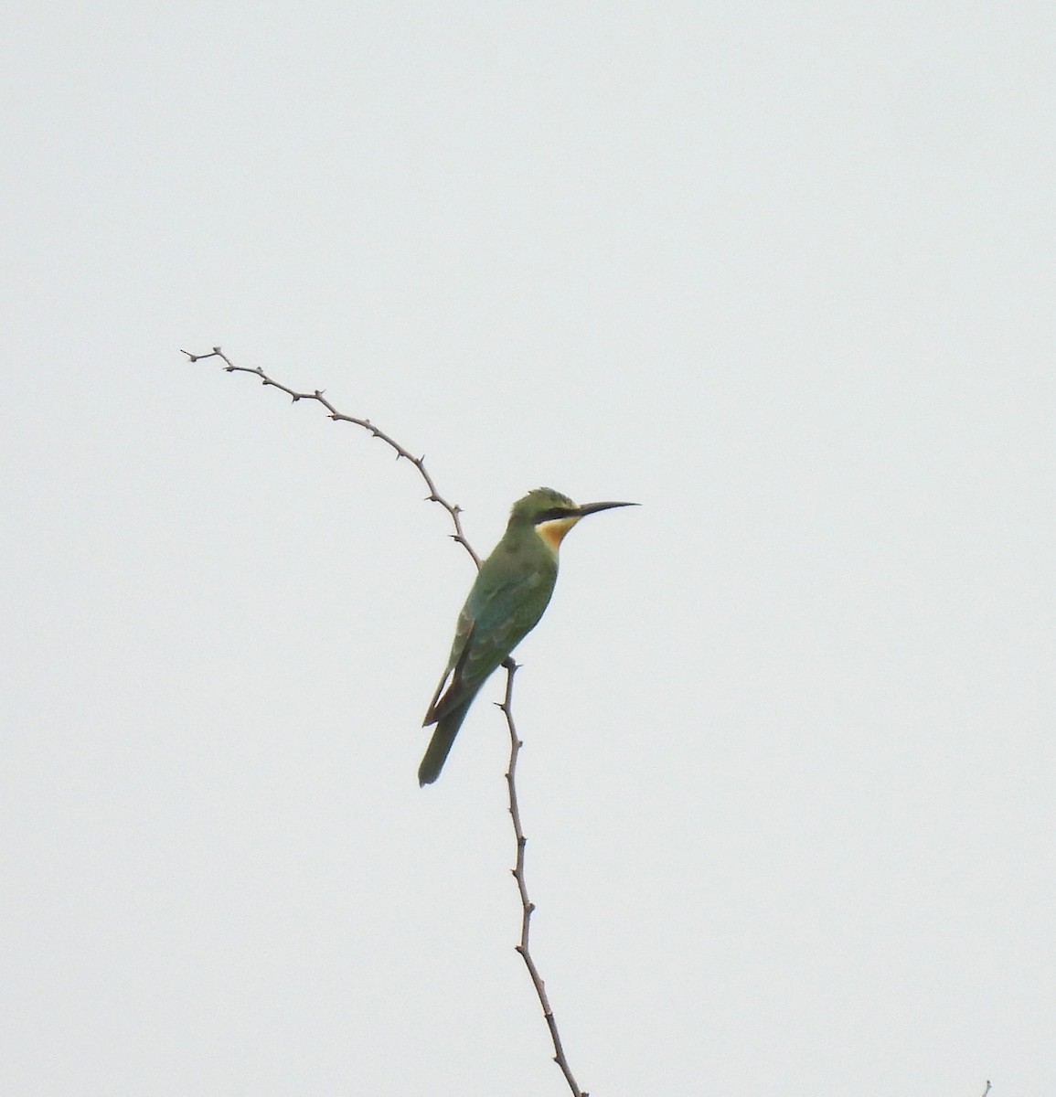 Blue-cheeked Bee-eater - ML609628691