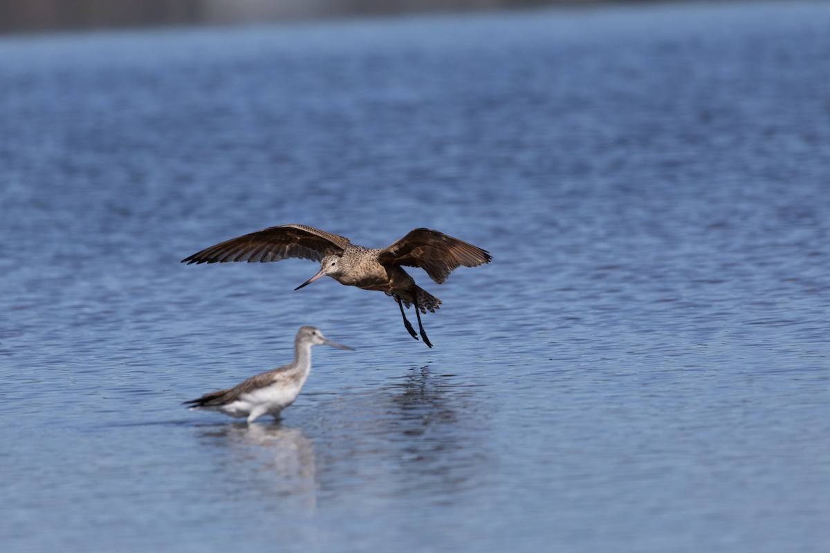 Marbled Godwit - ML609628728