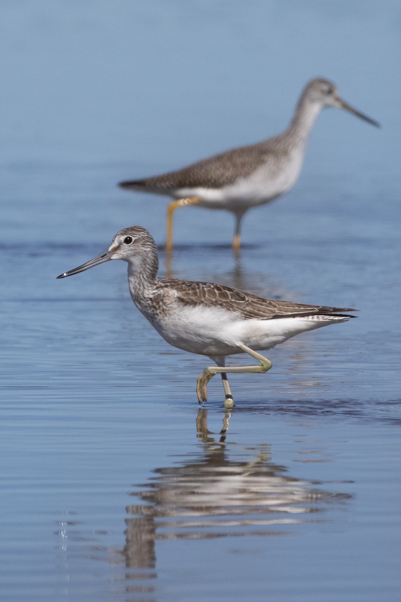 Common Greenshank - ML609628736