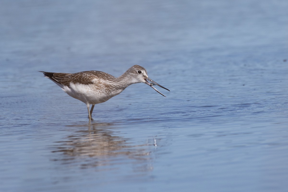 Common Greenshank - ML609628737