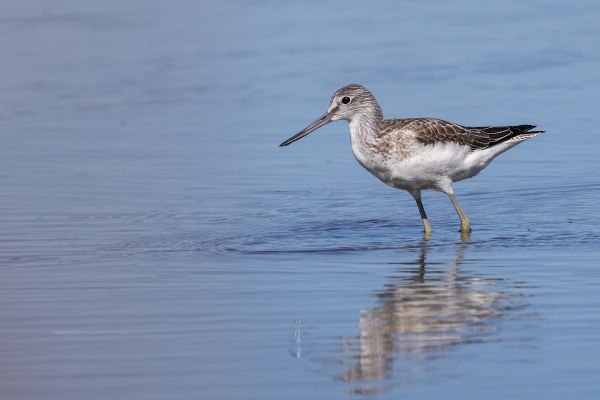 Common Greenshank - ML609628738