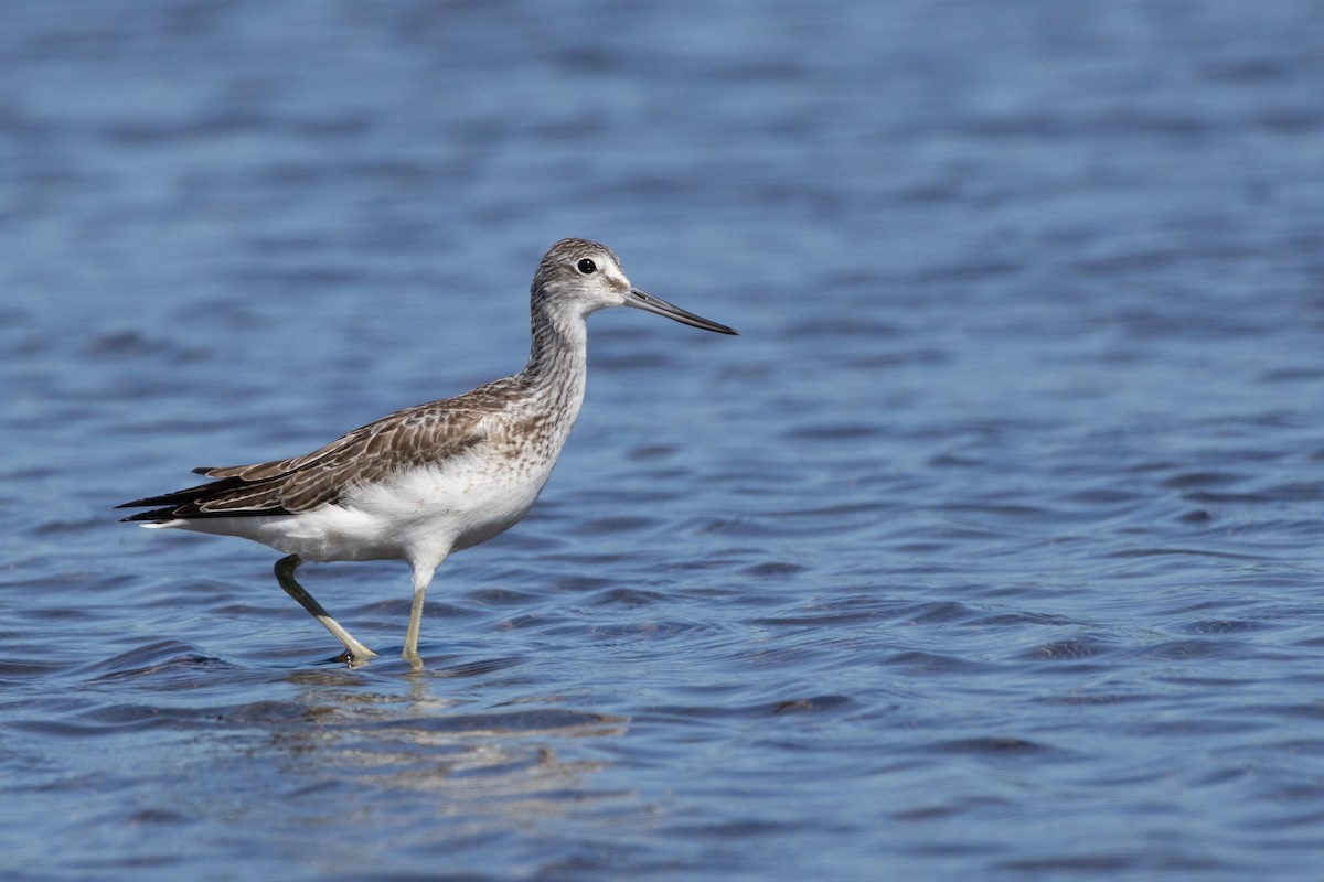 Common Greenshank - ML609628743