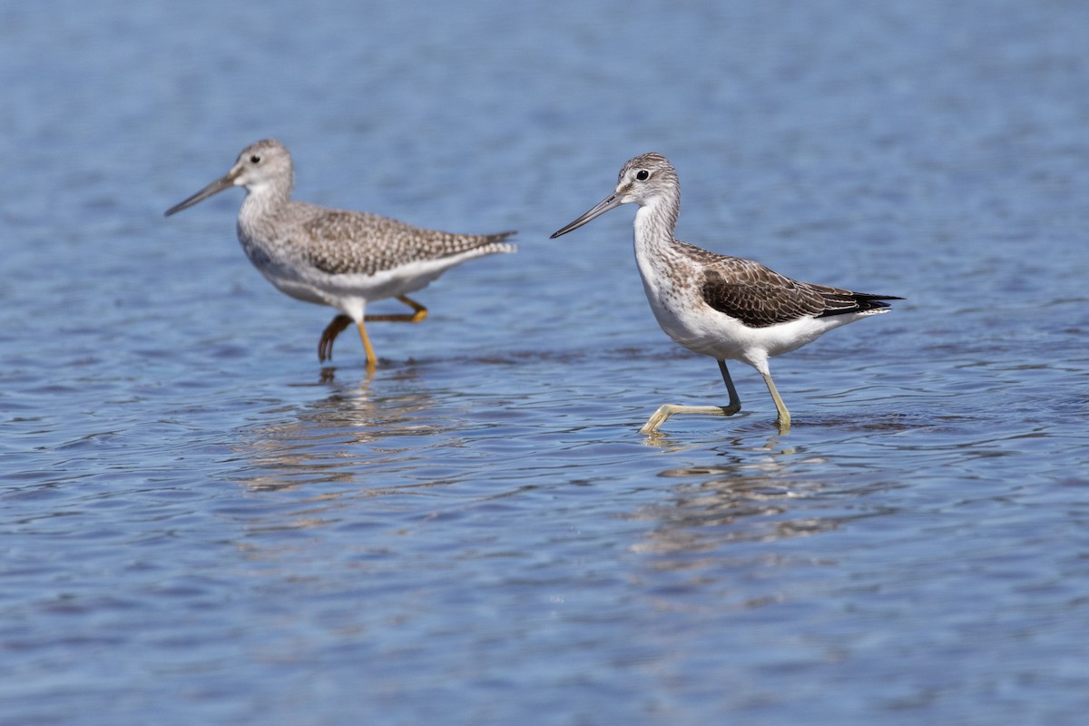 Common Greenshank - ML609628749