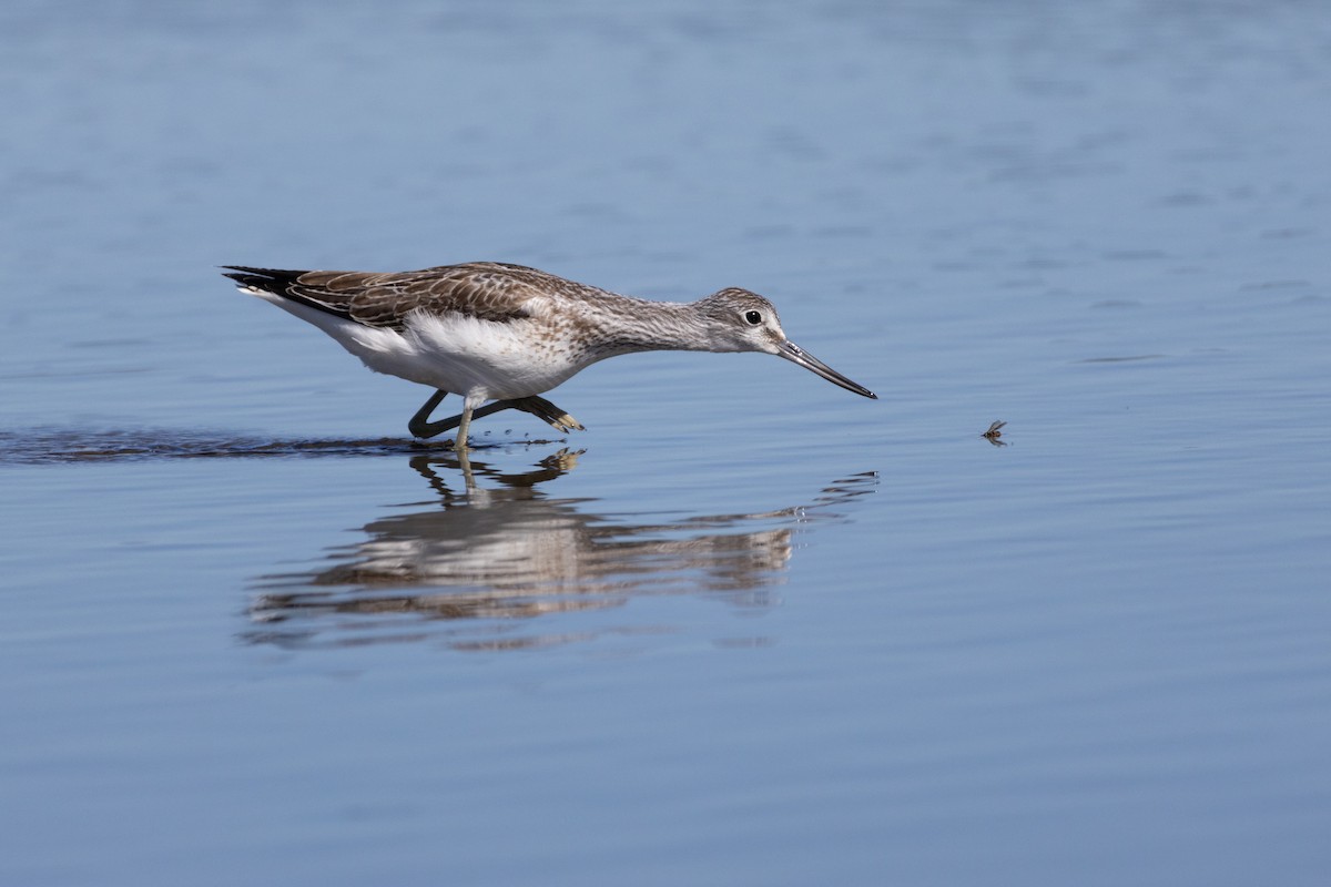 Common Greenshank - ML609628754