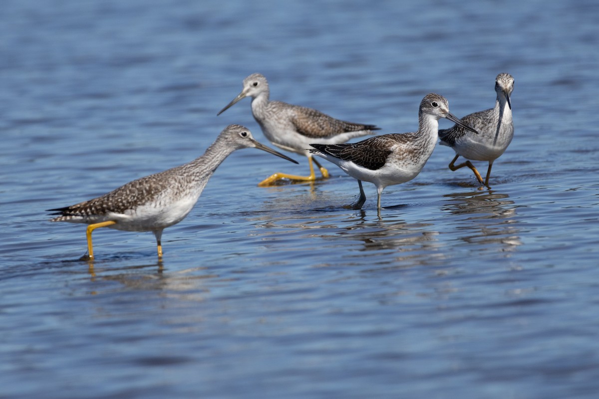 Common Greenshank - ML609628757