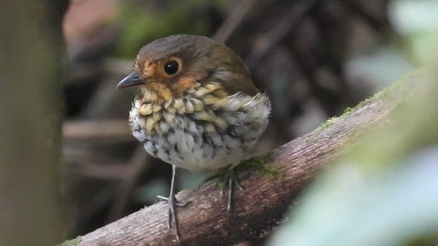 Ochre-breasted Antpitta - ML609628767