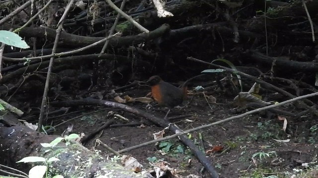 Rufous-breasted Antthrush - ML609628792