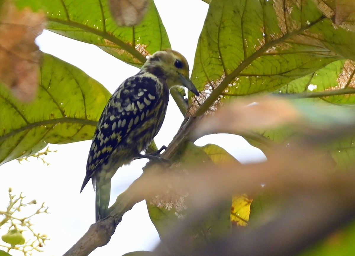Yellow-crowned Woodpecker - ML609628797