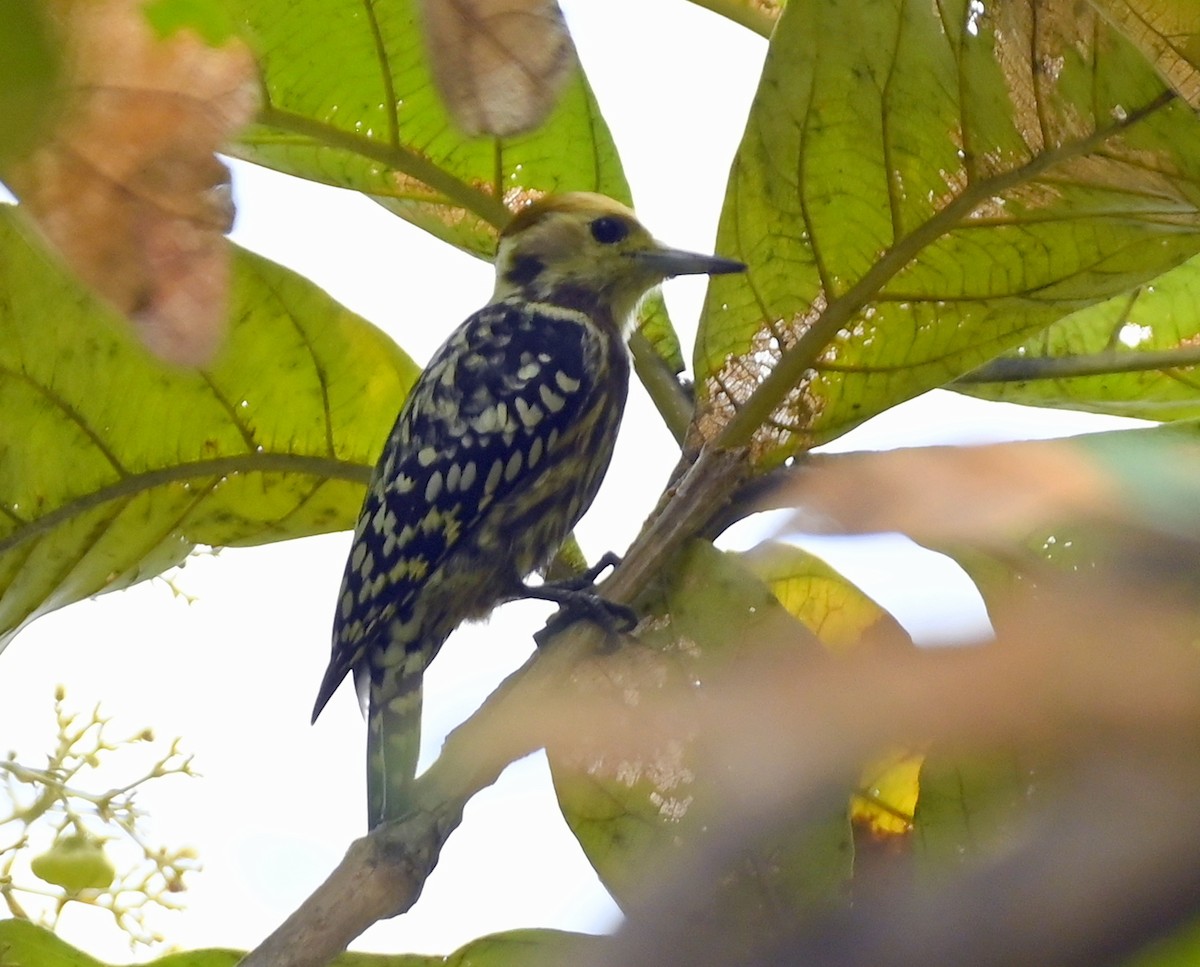 Yellow-crowned Woodpecker - ML609628798