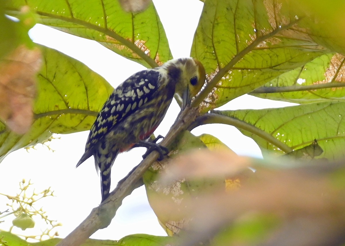 Yellow-crowned Woodpecker - ML609628799