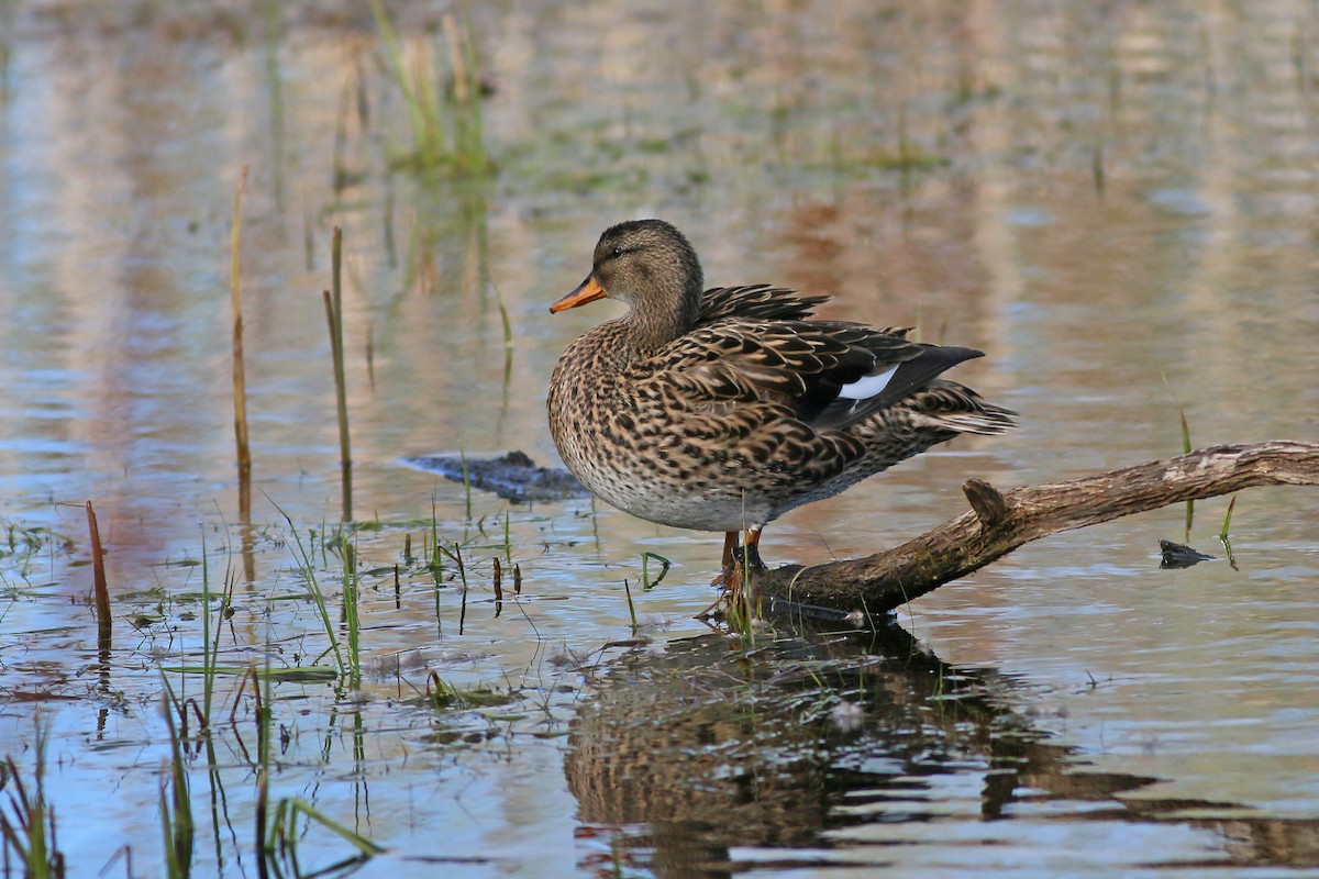 Gadwall - ML609628820