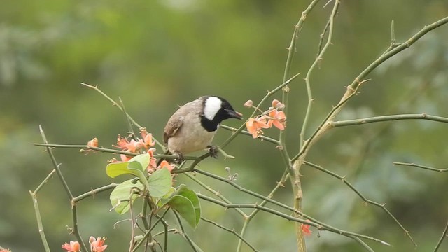 Bulbul à oreillons blancs - ML609628899