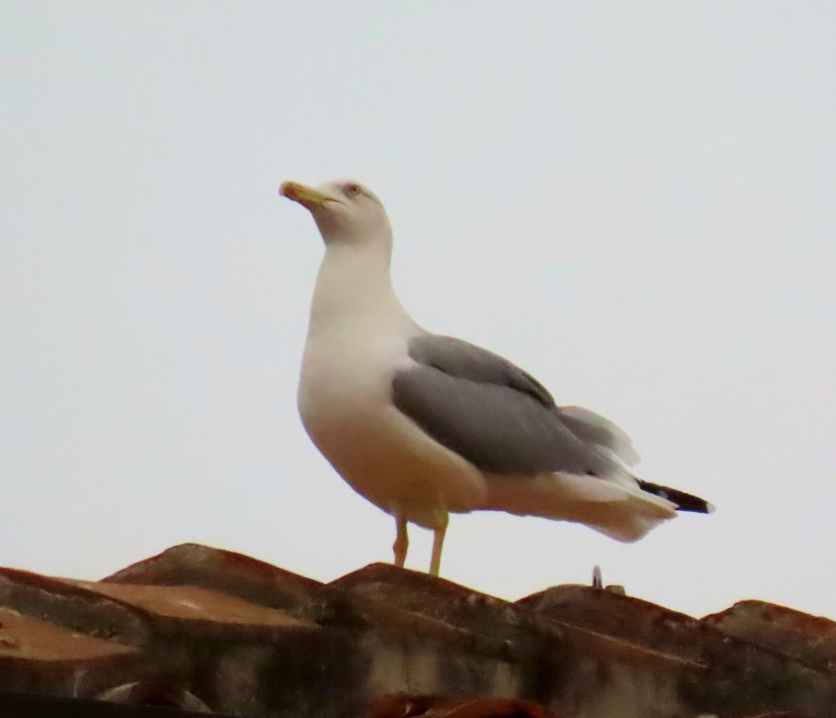 Yellow-legged Gull - ML609628920