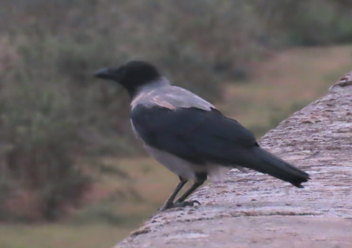 Hooded Crow - ML609628924