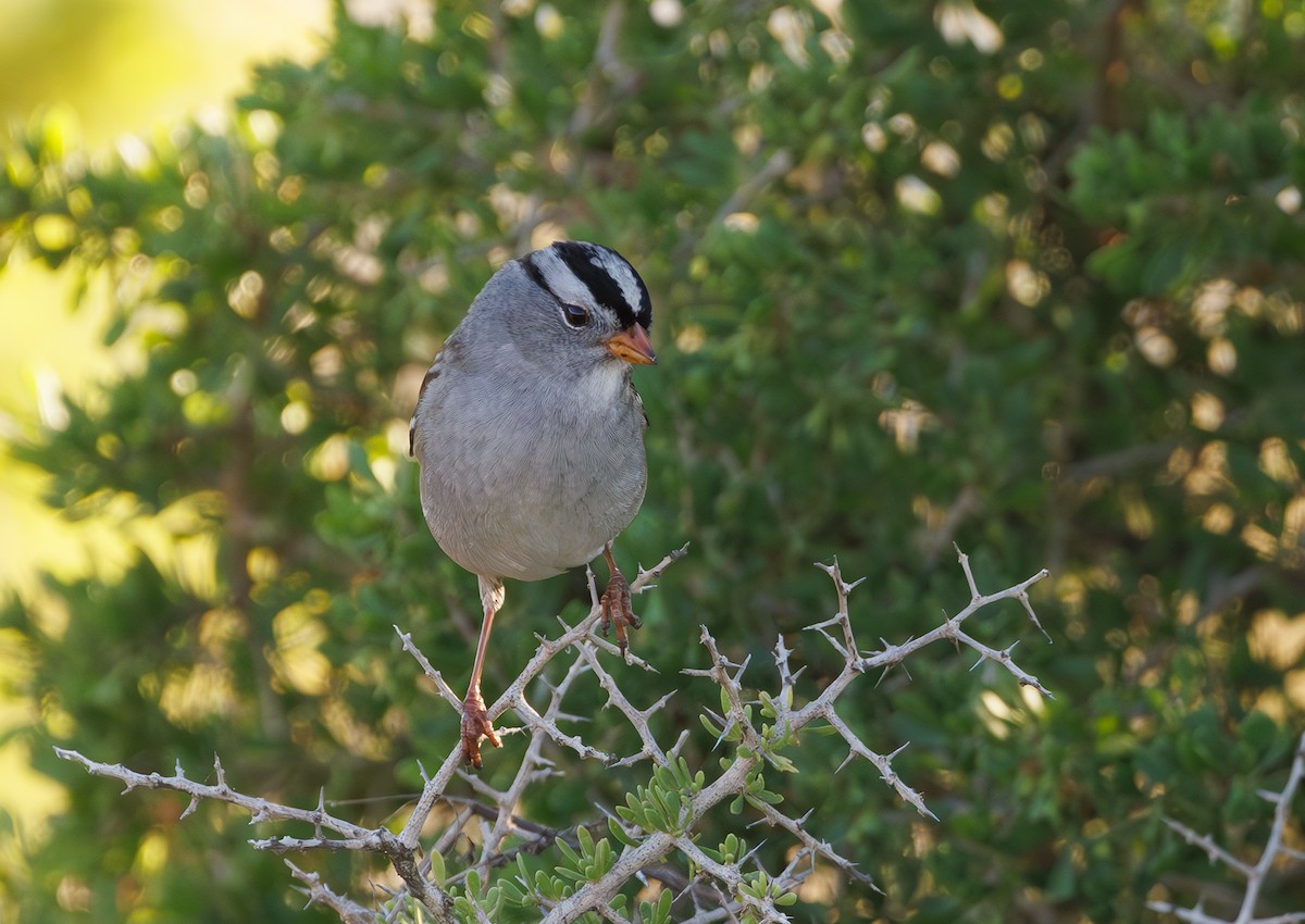 White-crowned Sparrow - ML609629058