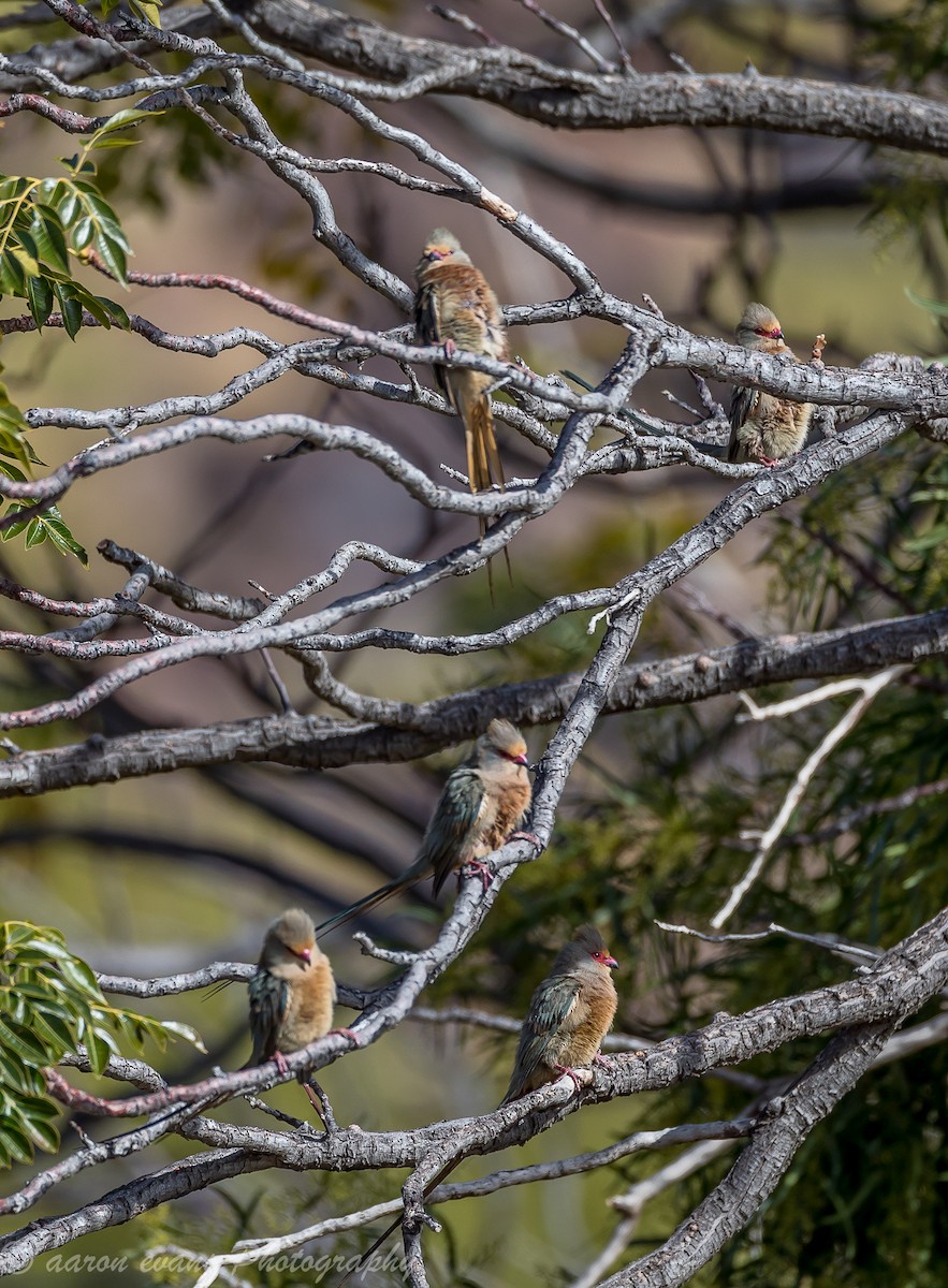 Red-faced Mousebird - aaron evans