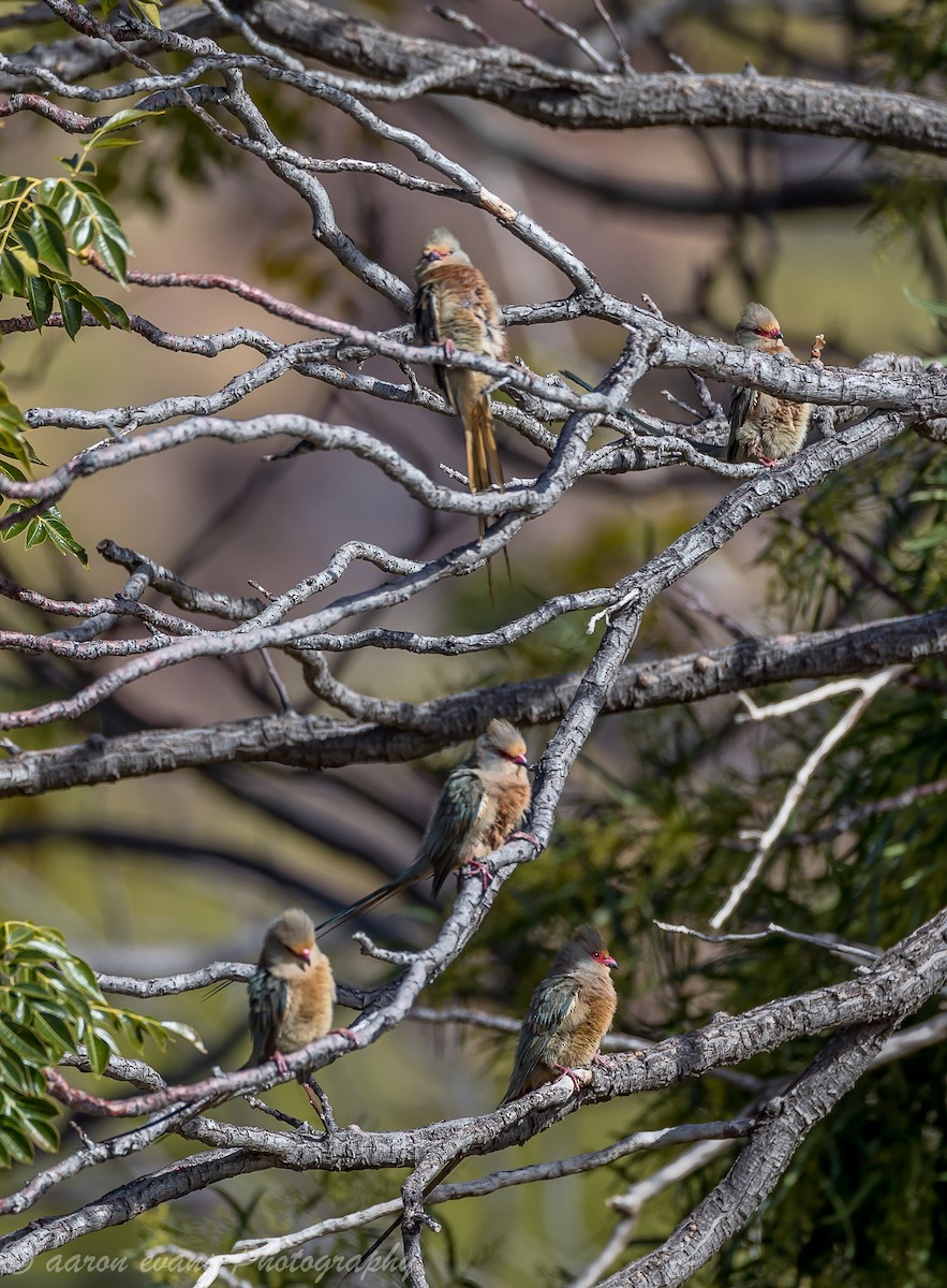 Pájaro Ratón Carirrojo - ML60962921