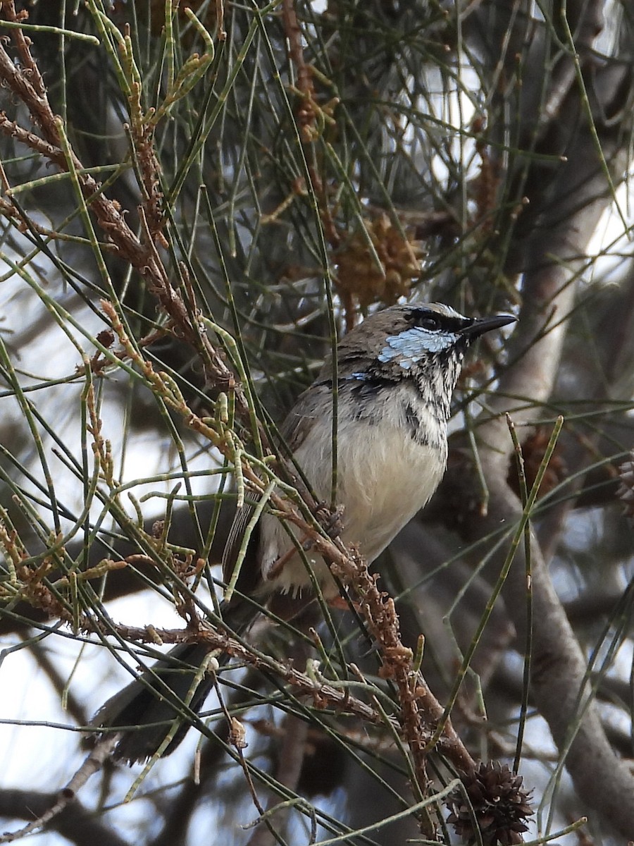 Superb Fairywren - ML609629212