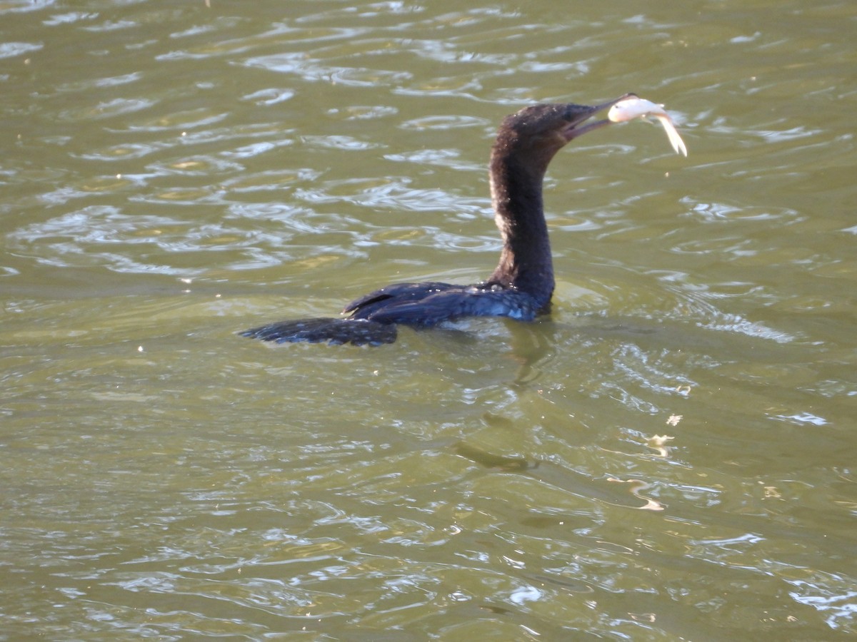 Little Black Cormorant - ML609629332