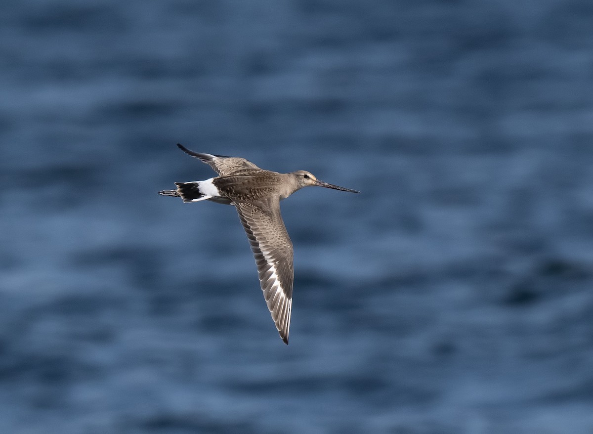 Hudsonian Godwit - ML609629343