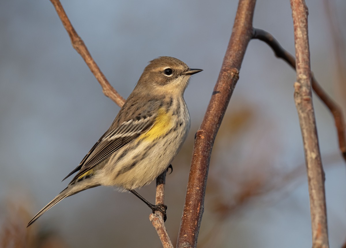 Yellow-rumped Warbler - ML609629415