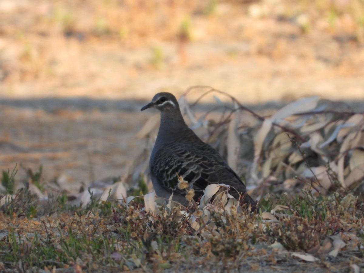 Common Bronzewing - ML609629420