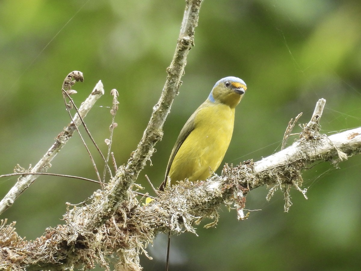 Golden-rumped Euphonia - ML609629727