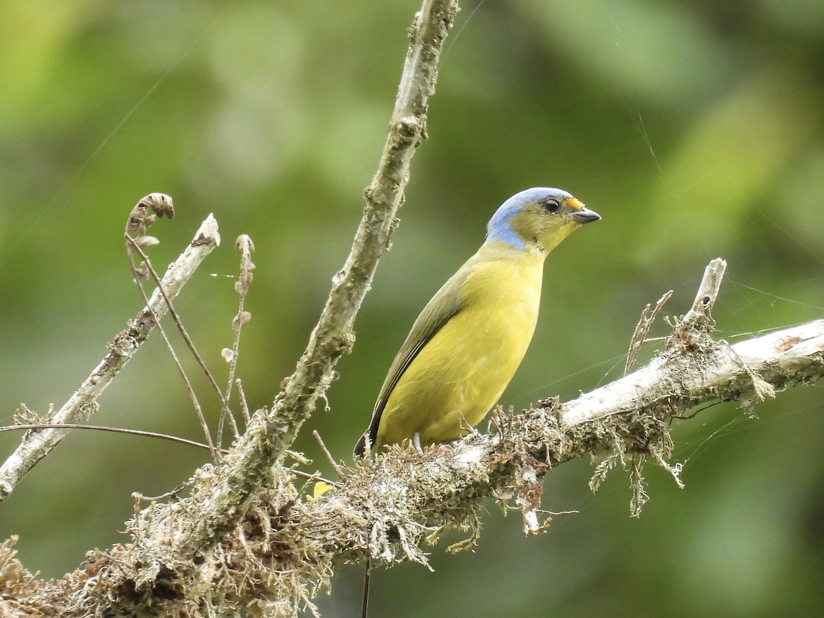 Golden-rumped Euphonia - Jay Breidt