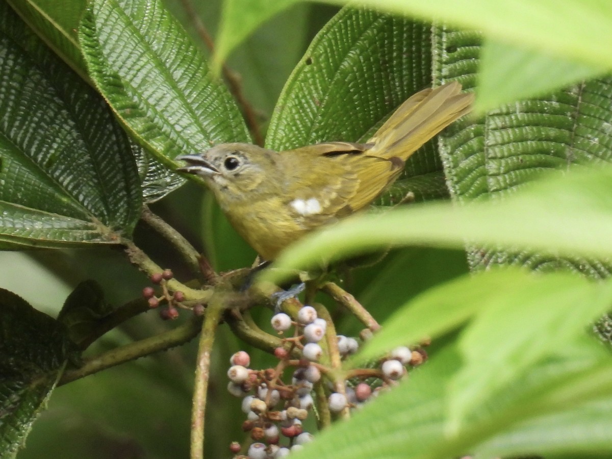 White-shouldered Tanager - ML609629736