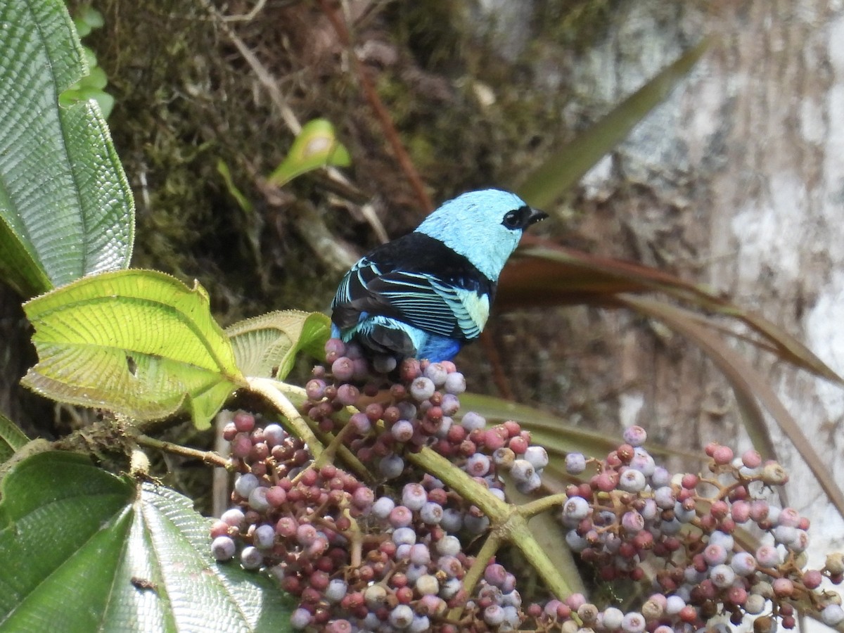 Blue-necked Tanager - Jay Breidt