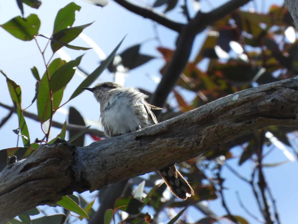 Horsfield's Bronze-Cuckoo - ML609629781