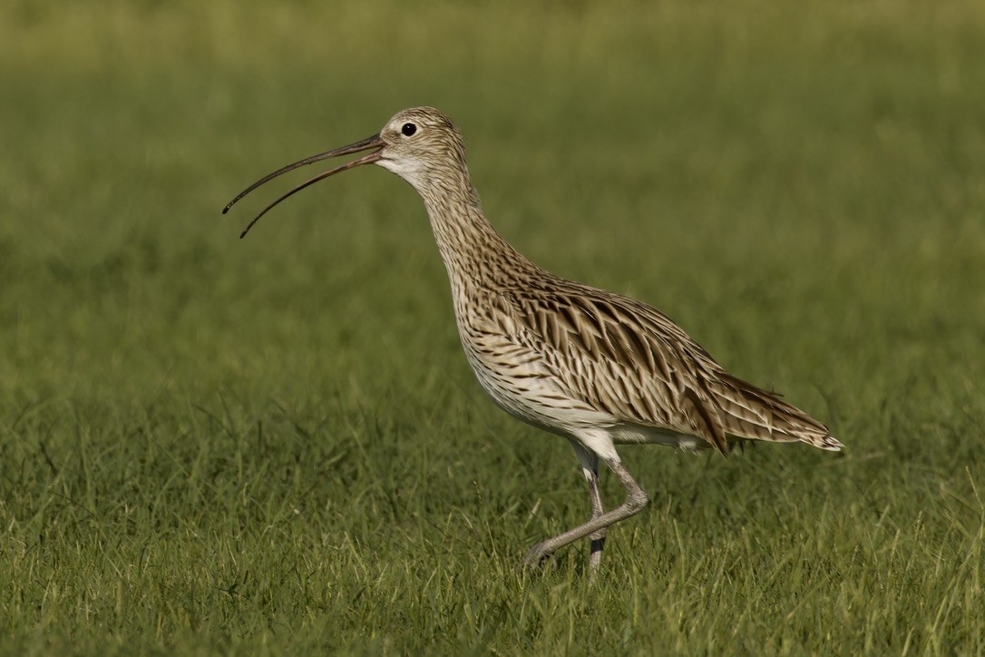 Whimbrel - ML609629895