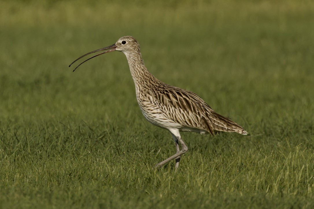 Whimbrel - ML609629896