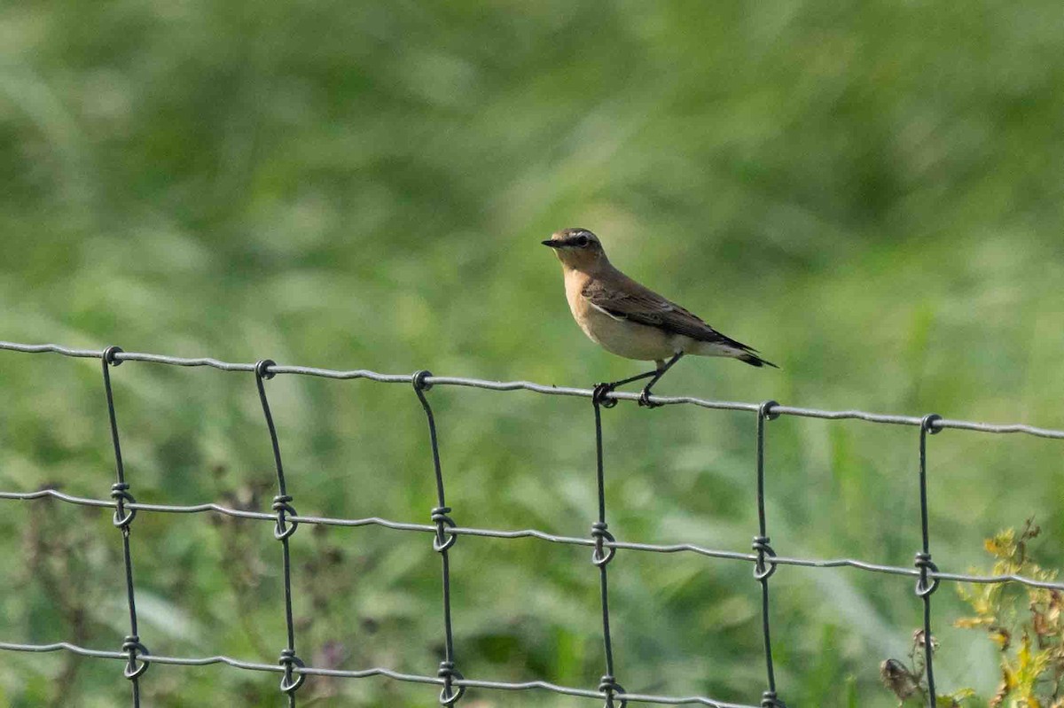 Northern Wheatear - ML609630006