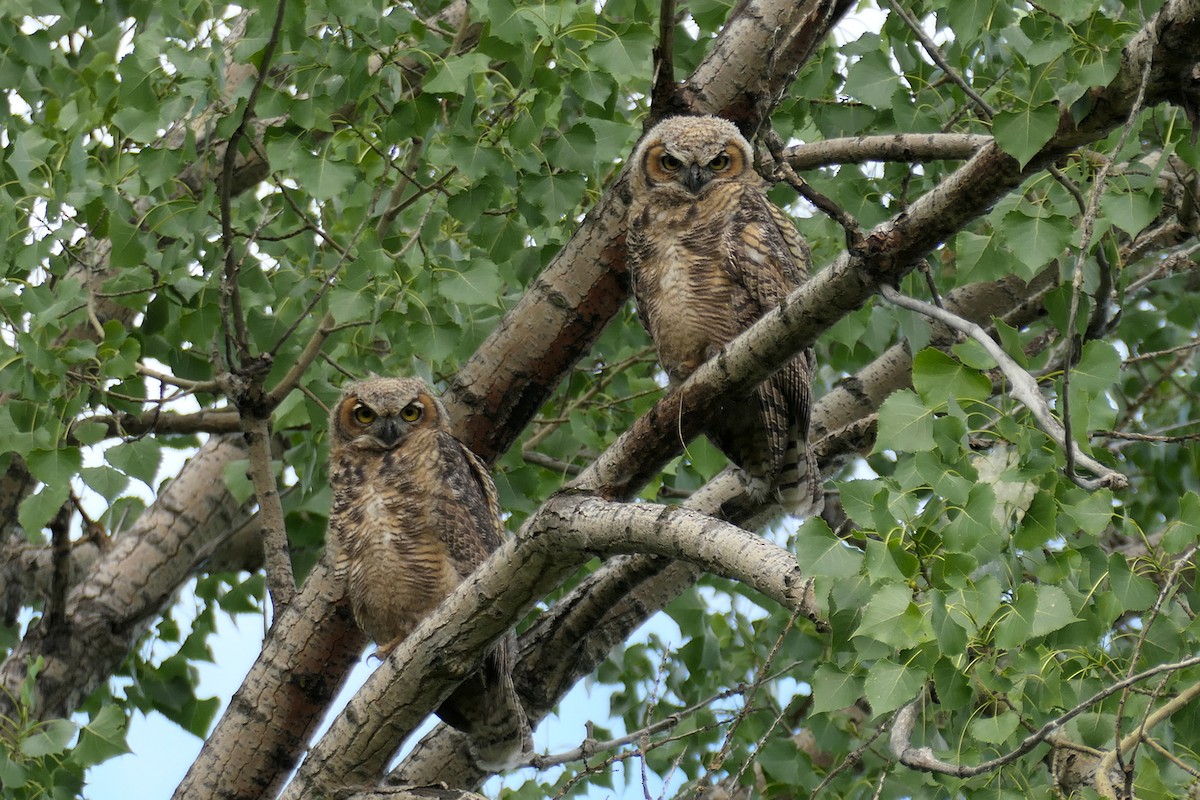 Great Horned Owl - ML609630031