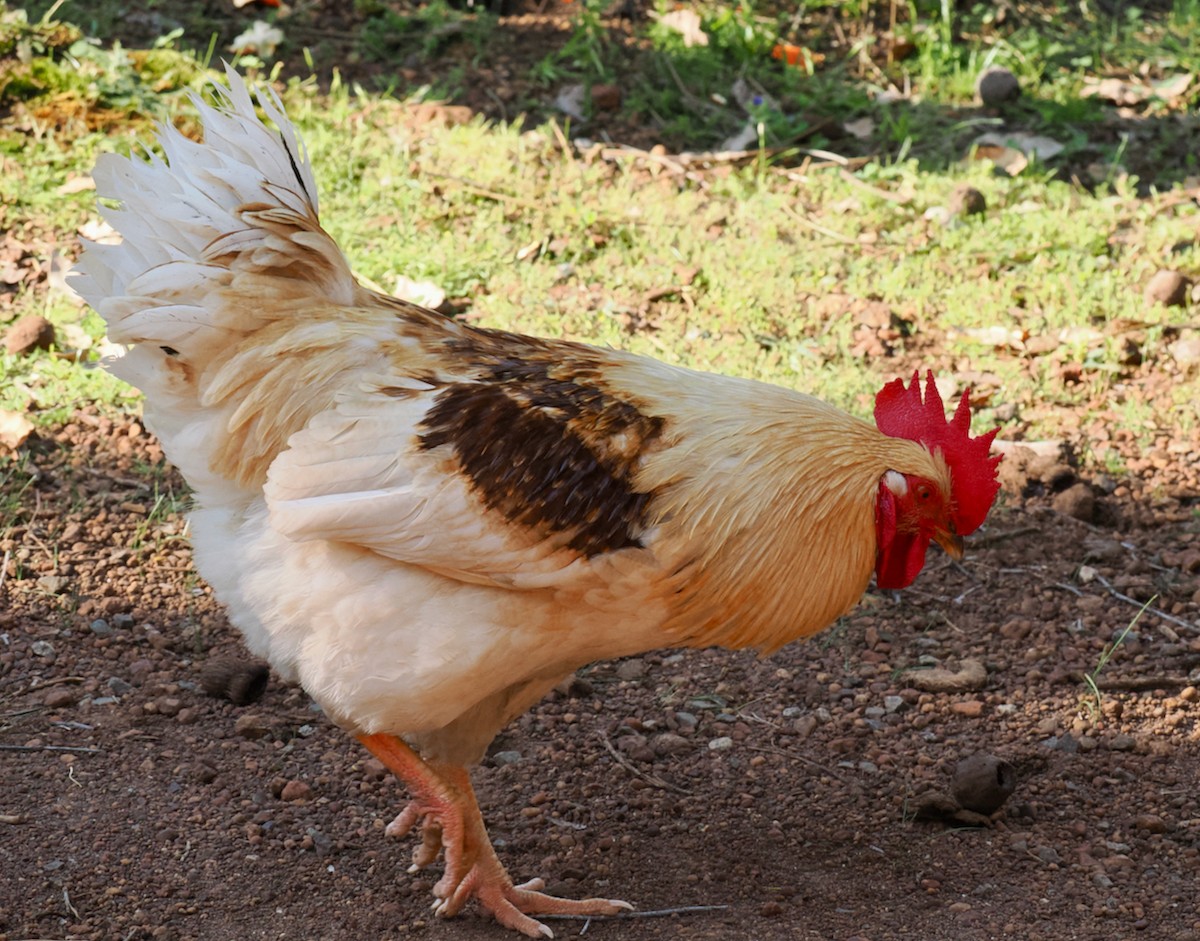 תרנגול בר (מבוית) - ML609630052