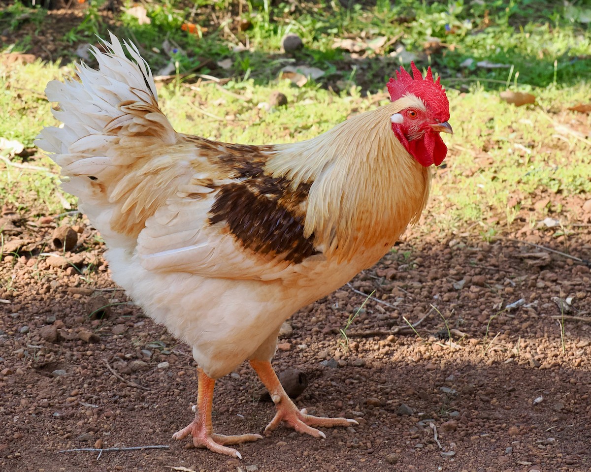 תרנגול בר (מבוית) - ML609630054