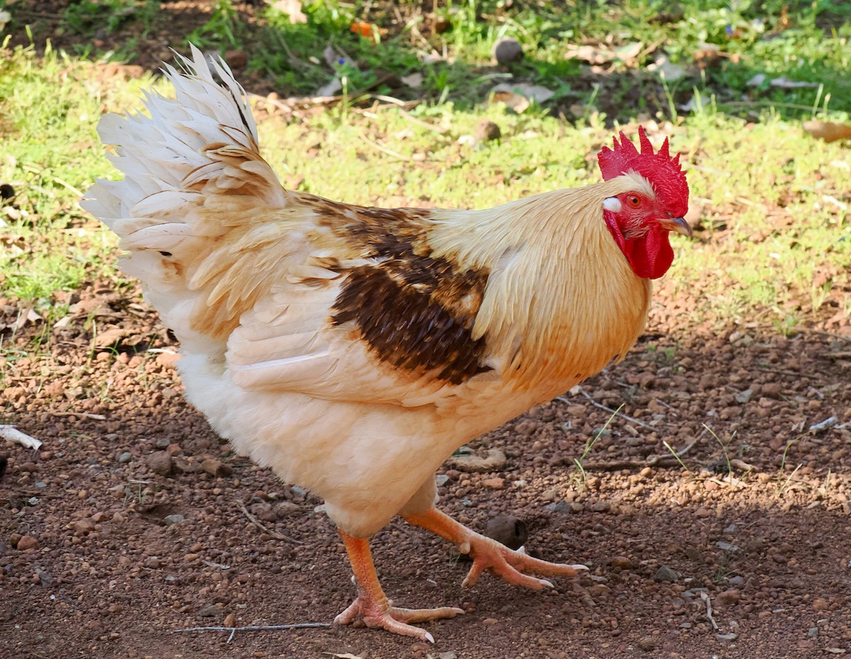 תרנגול בר (מבוית) - ML609630055