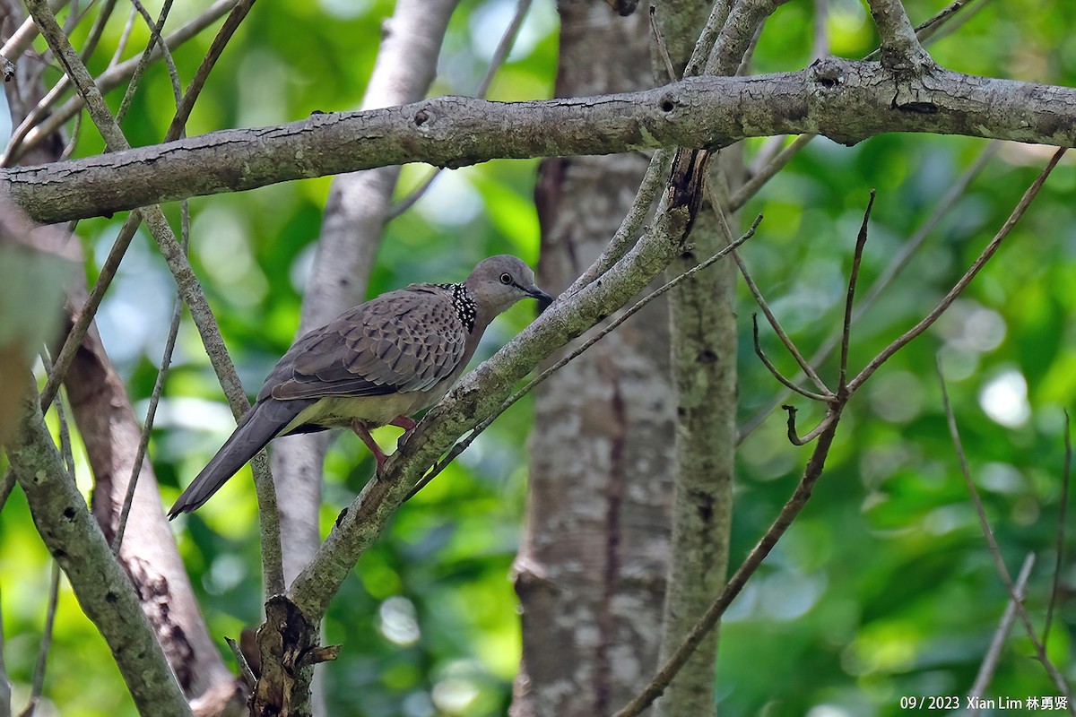 Spotted Dove - ML609630140